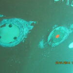 Echo Sounder & Speedlog Inspection, Installation, and Cleaning Services