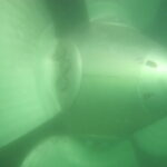 Propeller & Rudder Control and Cleaning Services